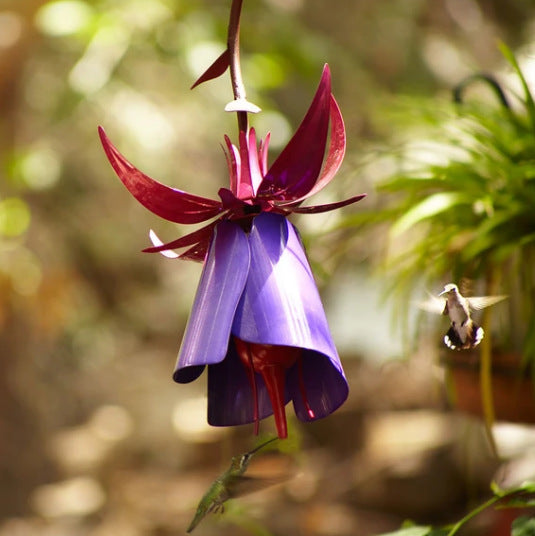 Why You Need the Purple Flower Bird Feeder in Your Garden