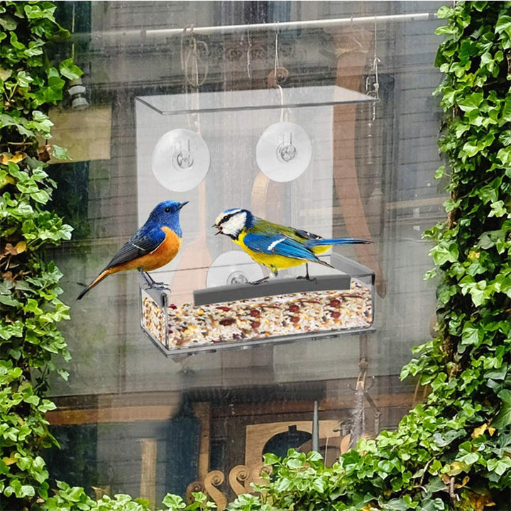 Transform Your Garden with Our Acrylic Bird Feeder