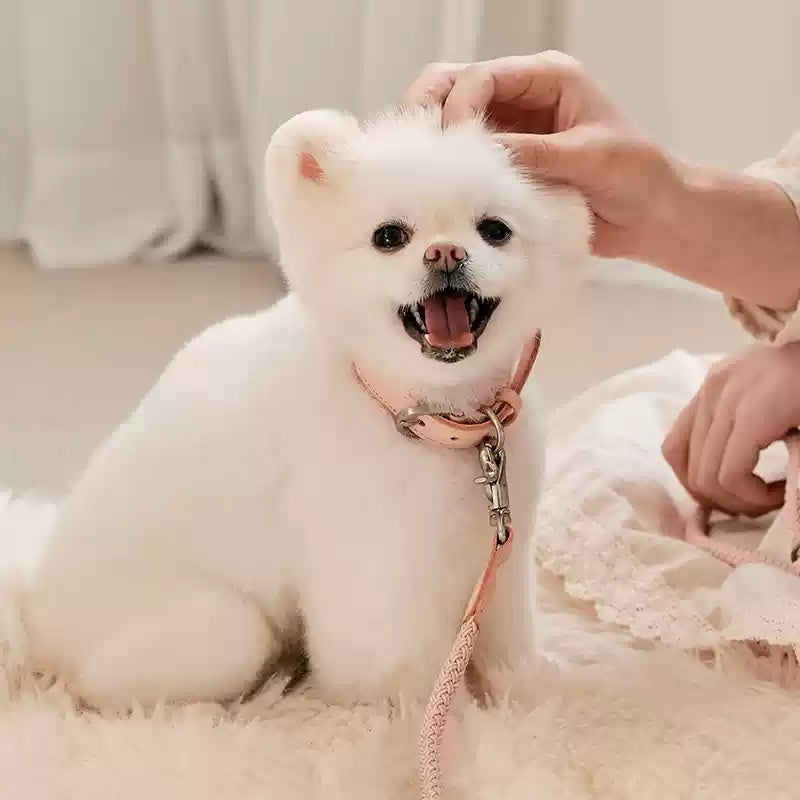 Discover the Ultimate Pet Leather Hand Holding Leash