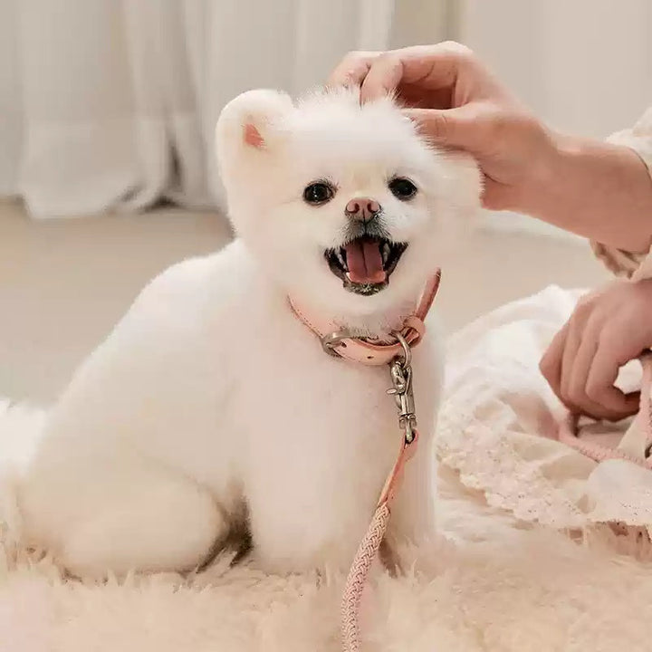 Discover the Ultimate Pet Leather Hand Holding Leash