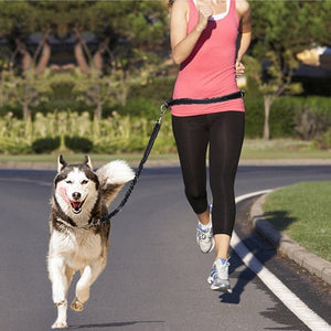 The Ultimate Solution for Active Pet Owners