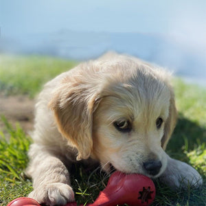 Unleash Fun and Durability with Our Dog Bite Resistant Rubber Grinding Toys!