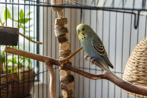 Alternatives to Plastic Bird Perches for Parakeets