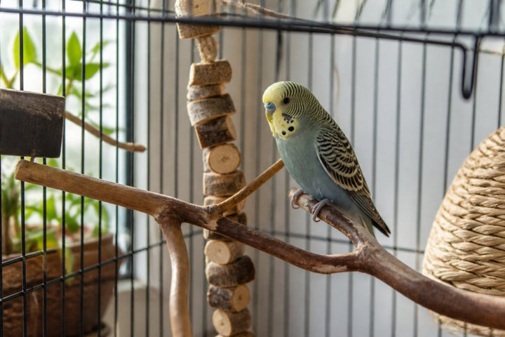 Alternatives to Plastic Bird Perches for Parakeets