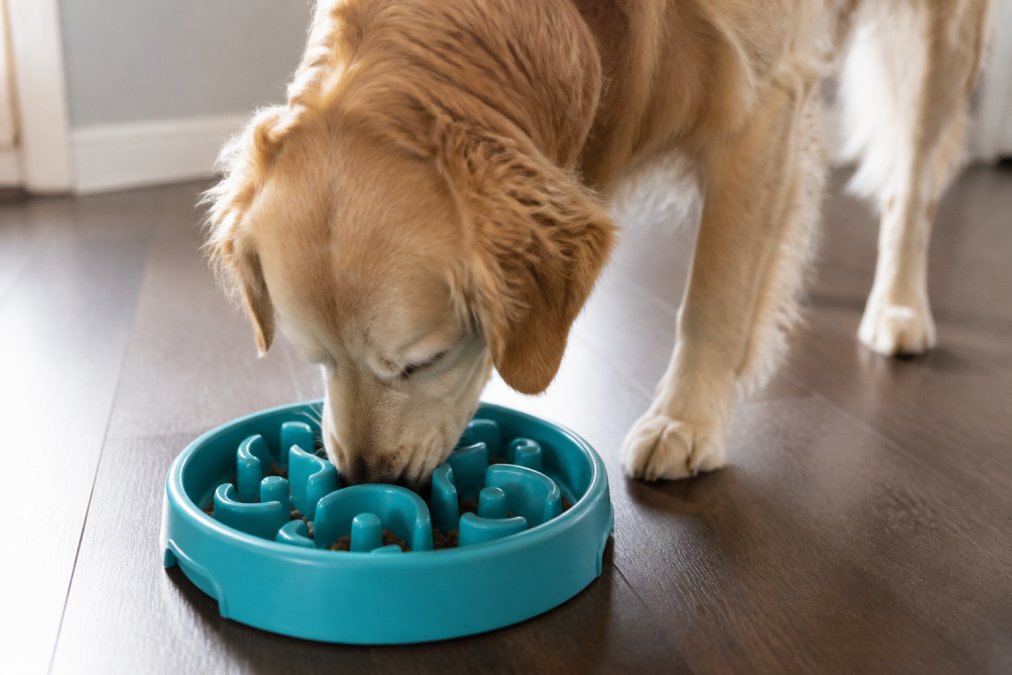 Are Puzzle Feeders for Fast Eating Dogs Worth It?