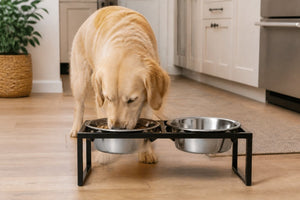 Buy Elevated Dog Bowls Online: A 2026 Guide