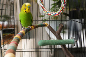 Comfortable Bird Perches for Cages: A Complete Guide