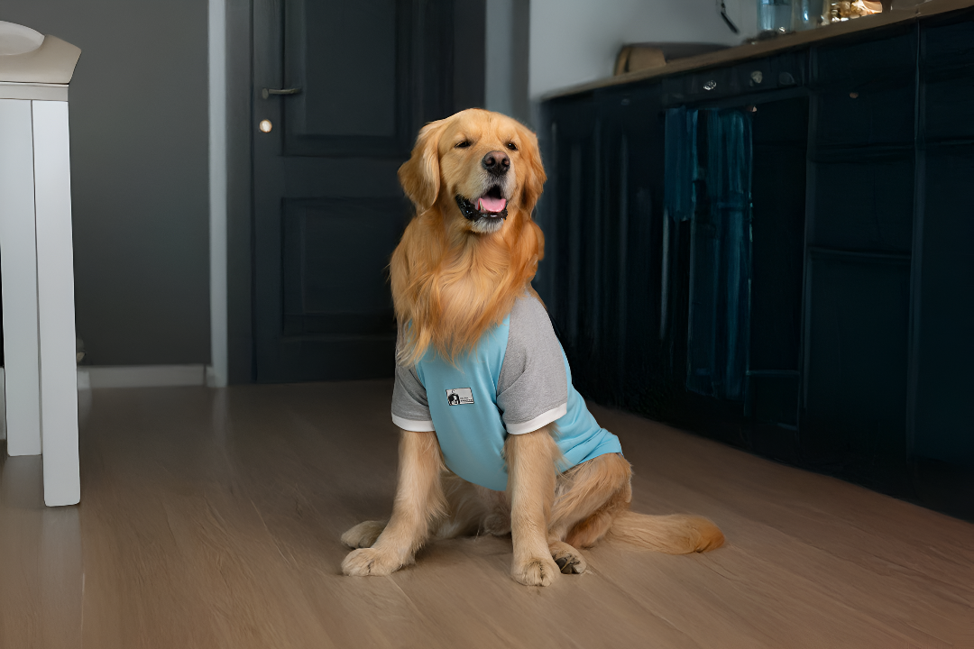 Stylish and Comfortable Pet Clothing