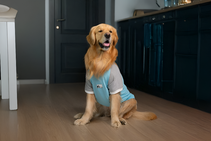 Stylish and Comfortable Pet Clothing