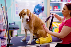 Grooming Tools for Happy, Healthy Pets