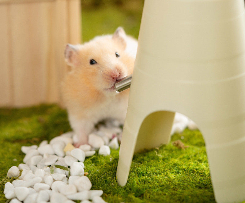 Enhance Your Hamster's Lifestyle with Our Automatic Feeder