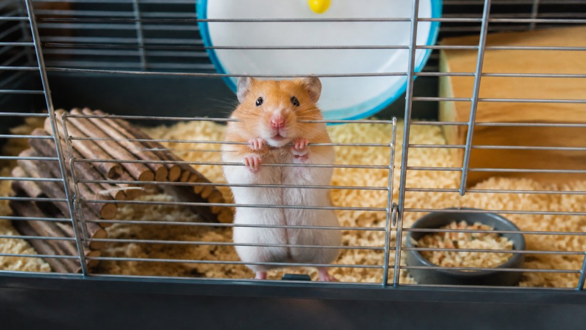 Signs of Stress in Small Pets Due to Cage Size