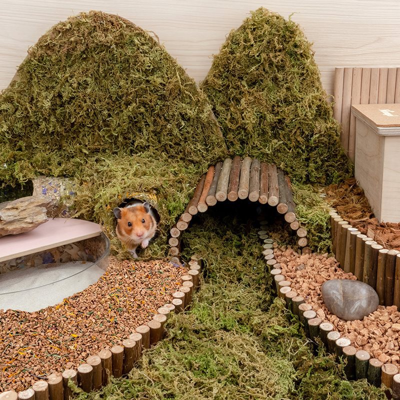 Oak Cork Hamster Digging Hamster Cage